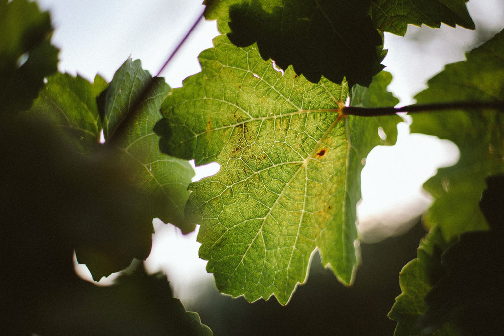 Weinprofil EDITION XIII: 2020 Bacchus Spätlese halbtrocken